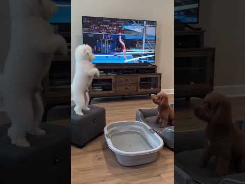 The confidence is the funniest part #funnydog #dog #dogoftheday #funnydogs #doglover