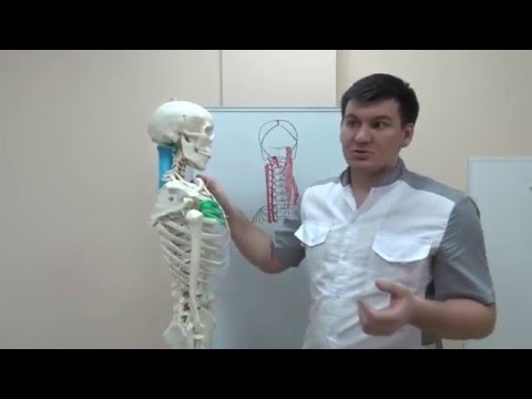 Лечение грыжи поясничного отдела позвоночника по бубновскому видео Миозит поясничного отделе лечение