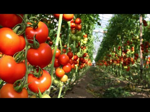 , title : 'kỹ thuật trồng cà chua 🍅nhà kính đạt năng suất.chất lượng cao'