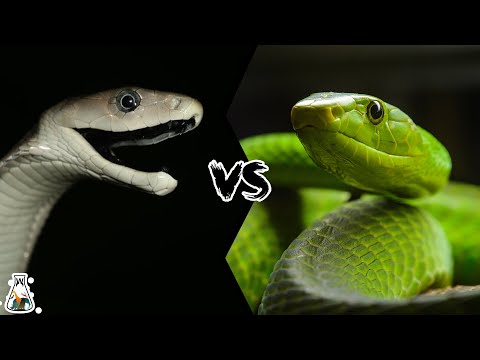 Black Mamba VS Green Mamba - Who Would Win A Fight?
