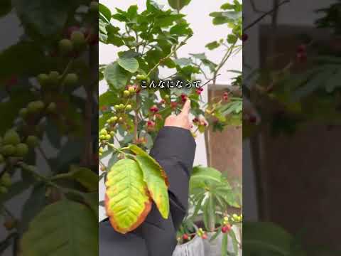 植木鉢を太陽から守るにはどうすればよいですか？暑い季節のために思いつかないかもしれない 5 つのヒント  庭園