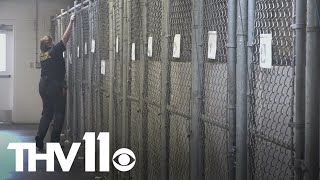 Jacksonville Animal Shelter addresses overcrowding issue