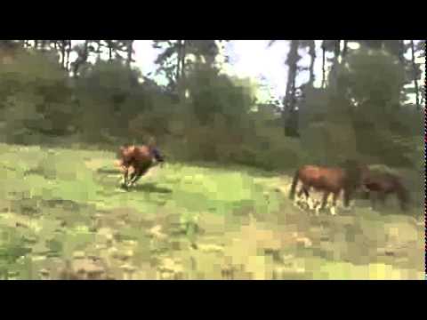 Ce face un manz cand gaseste o minge