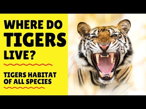 image-Where is the best place to see tigers in the wild?