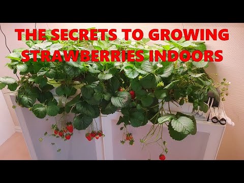 The SECRETS to growing STRAWBERRIES indoor - Part 1: Day 1-100