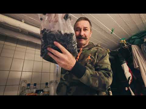 Sloe Gin selbermachen