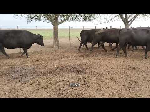 Lote 140 Vacas preñadas en Coronel Suarez, Buenos Aires