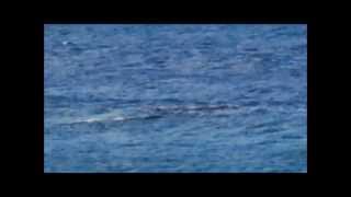 preview picture of video 'Whale Watching In Warrnambool'