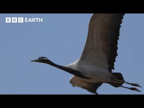Migrating Cranes Face Deadly Attacks Over Himalayas | Hidden India | BBC Earth