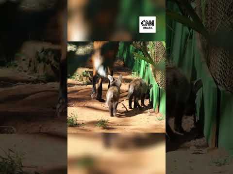 Lobo-Guará: 3 filhotes da espécie são apresentados no Zoológico de São Paulo