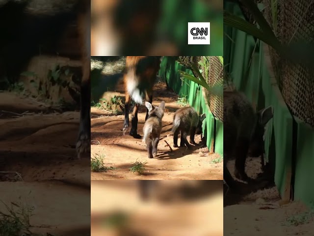 Lobo-Guará: 3 filhotes da espécie são apresentados no Zoológico de São Paulo