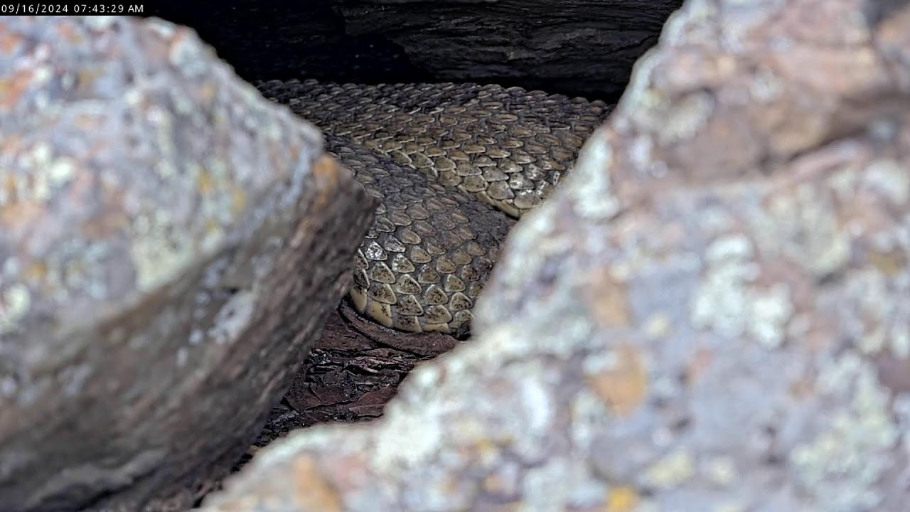 Colorado Rattlecam Livestream