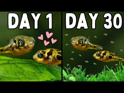 How to Breed Pea Pufferfish | In Depth Guide