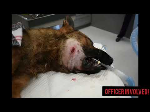 Roy City PD 8/5/20 - Wanted man shoots police dog after pursuit and gets shot