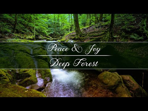 Peace & Joy - Deep Forest (Relaxing Music) 4K