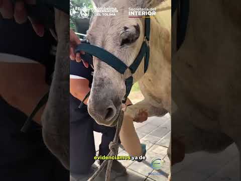 #Tolima|🫏Rescatan a burrito con herida grave en una de sus piernas que le impedía caminar en Coyaima