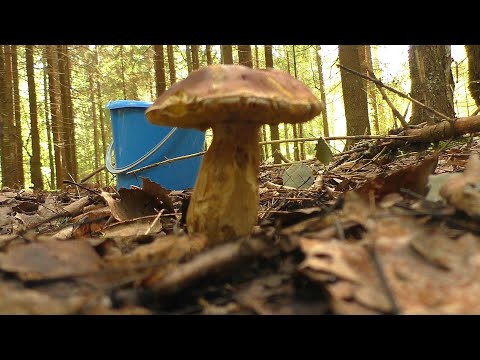 Лес, грибы и ягоды