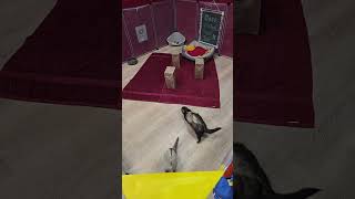 ⭐️ Life With 4 Ferrets 🐾 – LIVE! ⭐️