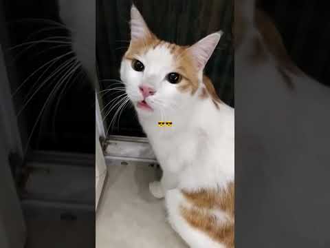 #cat #funny #shortvideo #shorts #short #catcute #trending #viralreels #viralvideo #تافی #