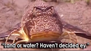 Ozzy Man&#39;s The Lives of Animals - Volume 2