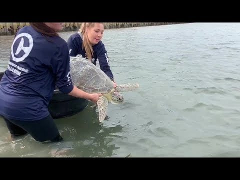 Avocato and Uno - Sea Turtle Release