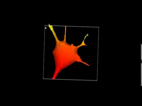 Hodgkin Huxley Neuron Gene movie