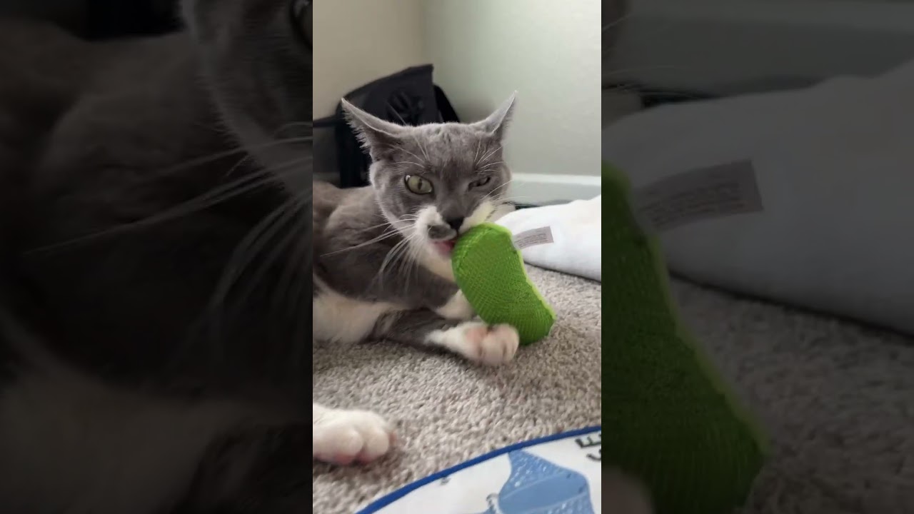 Crumble, a ADOPTABLE Domestic Short Hair in Colorado Springs, CO video 6/6