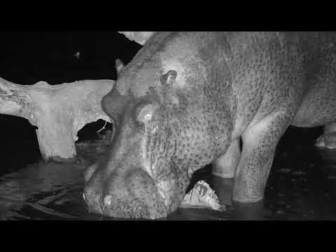 Djuma: Hippo leaving the pan - 04:41 - 08/26/19