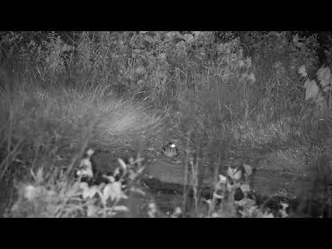 Djuma Private Game Reserve Live Stream