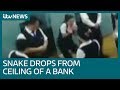 Snake Drops In On Terrified Bank Clerks During Morning Meeting ITV News