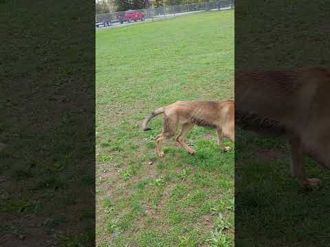Liesel Is A Great Teacher! #germanshepherd #puppylife #happypuppy #sillypuppy #shorts