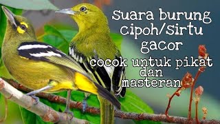 Download lagu Suara Burung cipoh/sirtu jantan dan betina gacor! 100% Ampuh untuk pikat dan bikin Emosi burung lain mp3