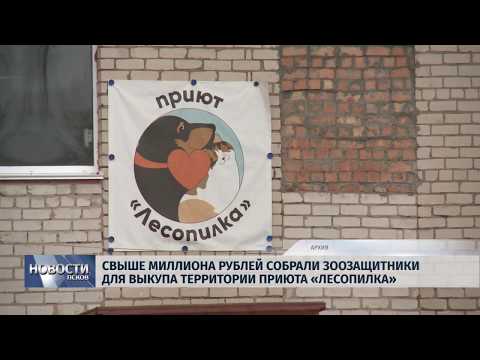 29.03.2019 / Свыше миллиона рублей собрали зоозащитники для выкупа территории приюта