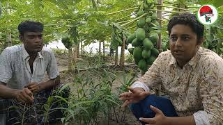 বাণিজ্যিক পেপে বাগান করার পদ্ধতি ও কলাকৌশল