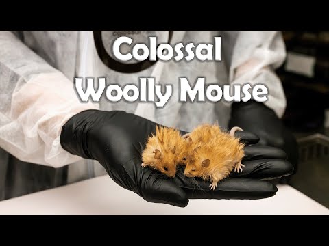 Colossal Create “Woolly Mouse” On Path To De-Extinct The Woolly Mammoth