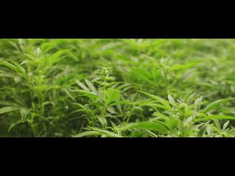 Sensifield Switzerland - Swiss Sativa V1 / Bloom Week 1-2 / Blütewoche 1-2