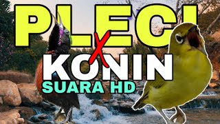 Download lagu KONIN MIX PLECI KWALITAS SUARA HQ mp3