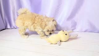 ハーフ犬の動画01