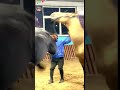 Horse Mating Reaction 2023 Slow Motion Short