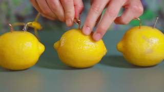 How To Make A Lemon Battery | Johns Hopkins Center for Talented Youth