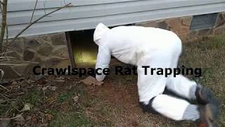 Crawlspace Rat Trapping
