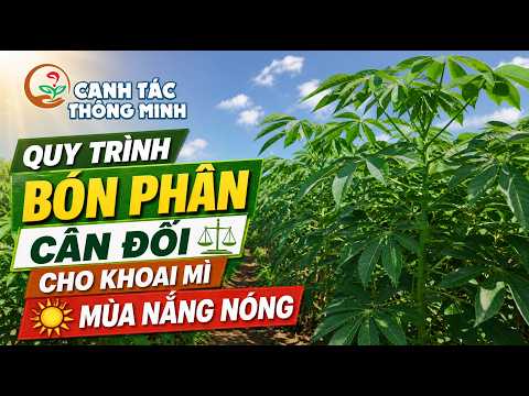 Canh Tác Thông Minh | Quy Trình Bón Phân Cân Đối Cho Khoai Mì Mùa Nắng Nóng 🌾
