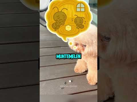 Köpeğin Yardım Etmenin Tatlı Yolu 🐶❤️✨