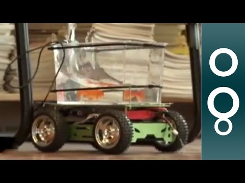 'Fish on Wheels' Takes Tank For a Spin