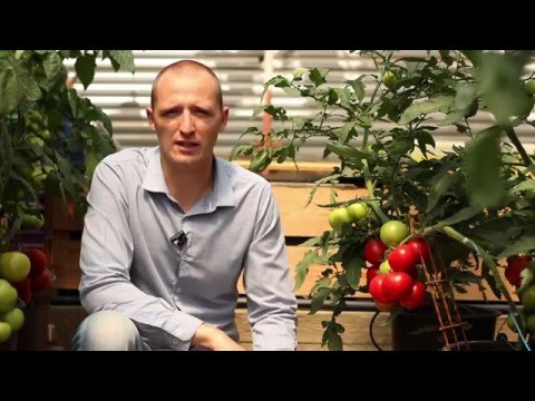 , title : 'Szuvandzsiev Péter - folytonnövő paradicsom termesztése'