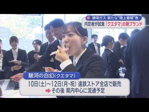 YouTube Video なぜ?　ガス会社が内定式でサカナ“試食”　静岡ガスが事業領域を拡大　高級魚「クエタマ」の新ブランド「駿河の白幻」発表　静岡市　