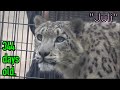 【daysold】ユキヒョウのユーリくん♀344日齢a juli snowleopard 344days old.