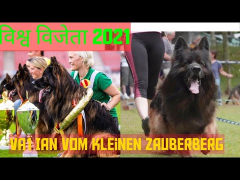विश्व विजेता 2021 VA1 इयान वोम क्लेनन ज़ुबेरबर्ग || VA1 IAN VOM Kleinen Zauberberg || World Champion