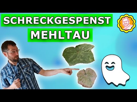 , title : 'Mehltau vorbeugen und bekämpfen: Tipps für gesunde Pflanzen'