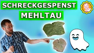 Mehltau vorbeugen und bekämpfen: Tipps für gesunde Pflanzen